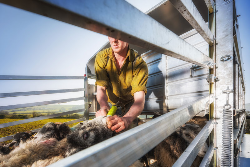 Industrial Pphotography of a Farmer at Work with Sheep